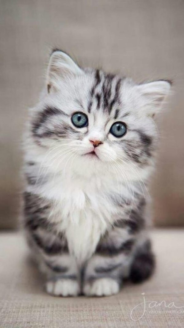 котенок красивый