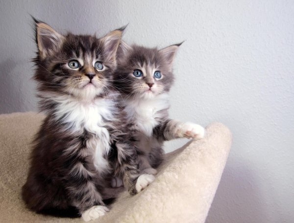 котенок мейн кун