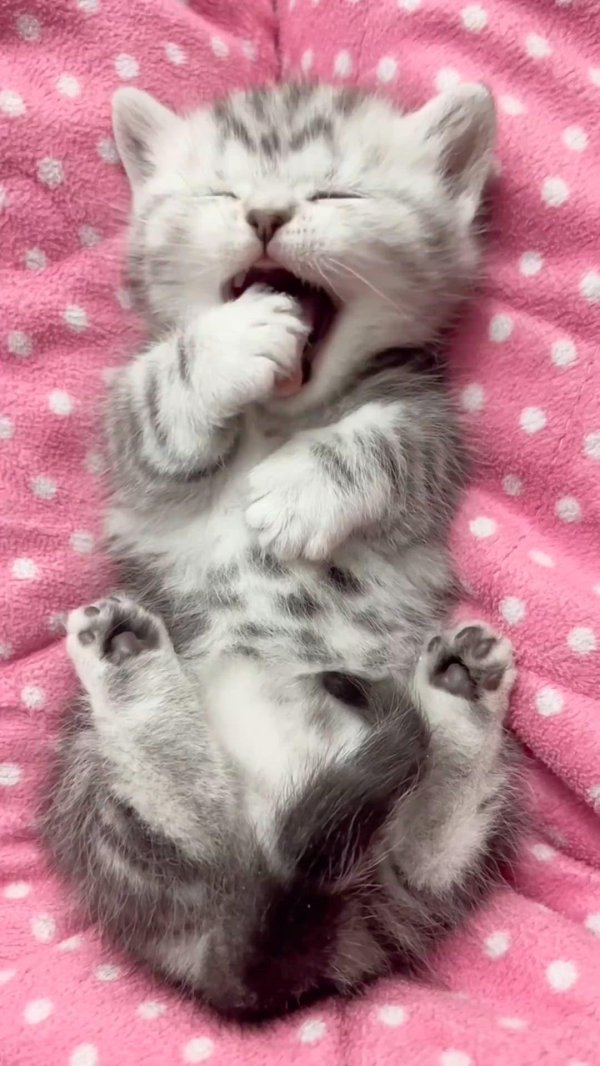 котики милота