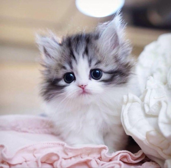 очаровательные котята