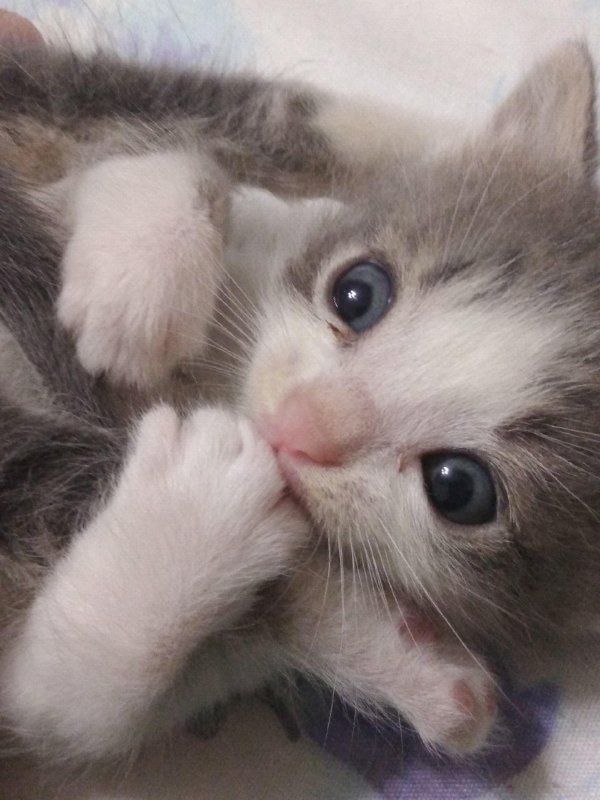 маленькие котятки