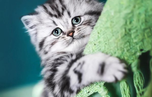 котики красивые