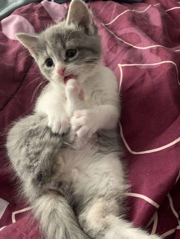 милая котик