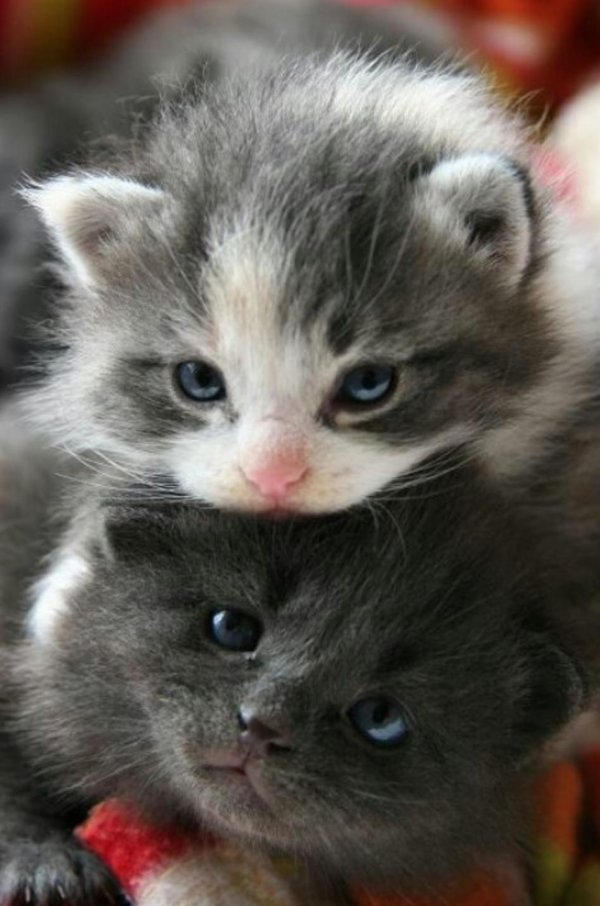 маленькие котята