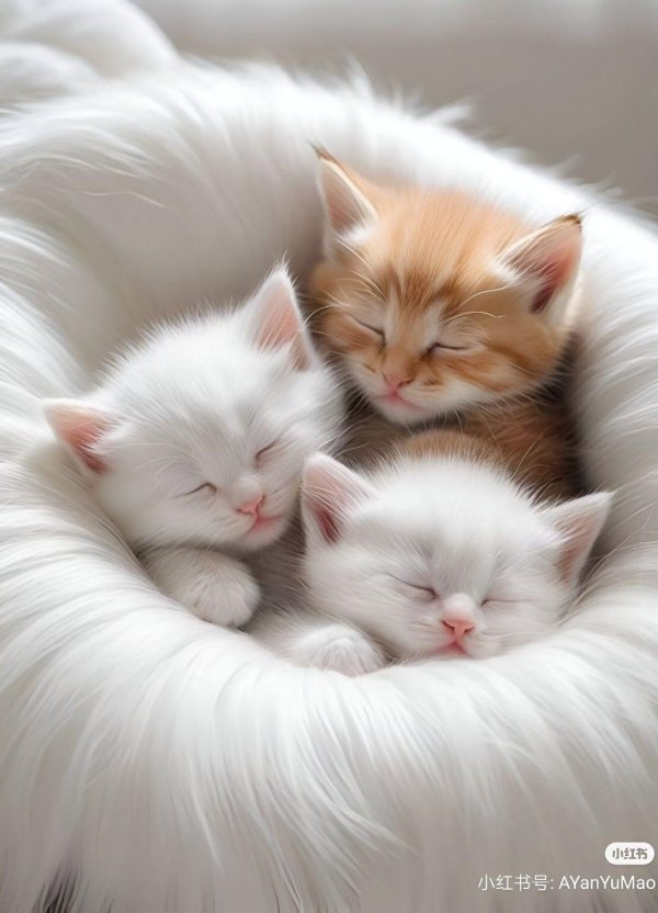 очаровательные котята