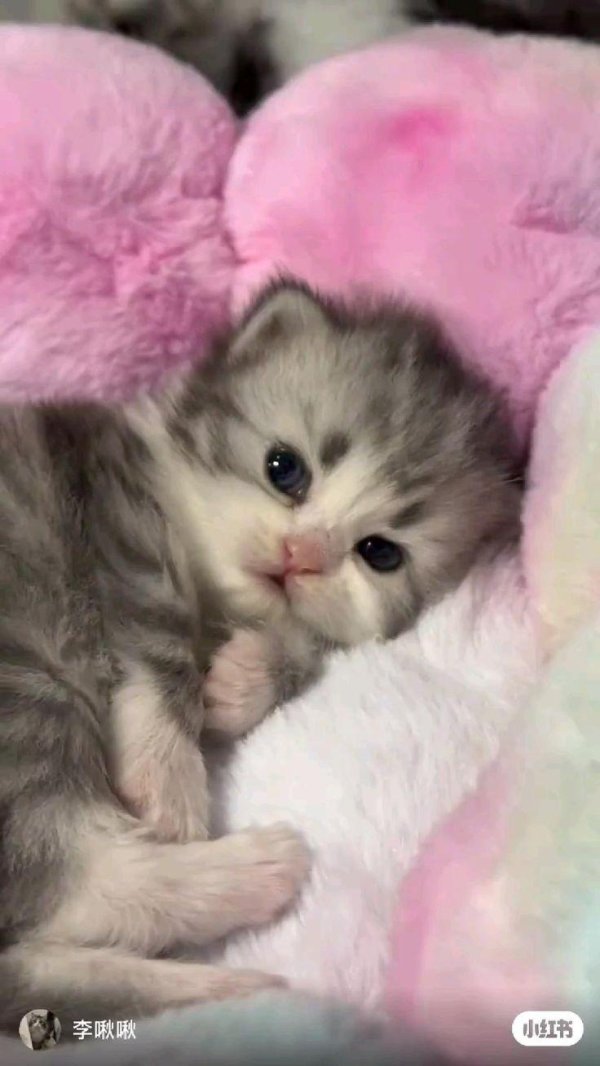 очаровательные котята