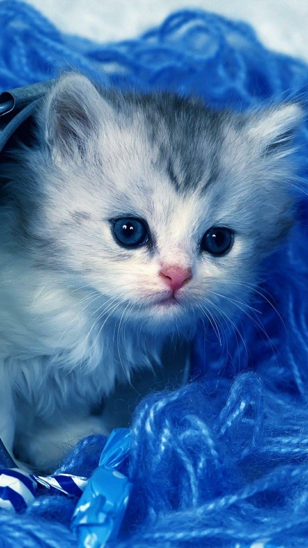 милые кошечки