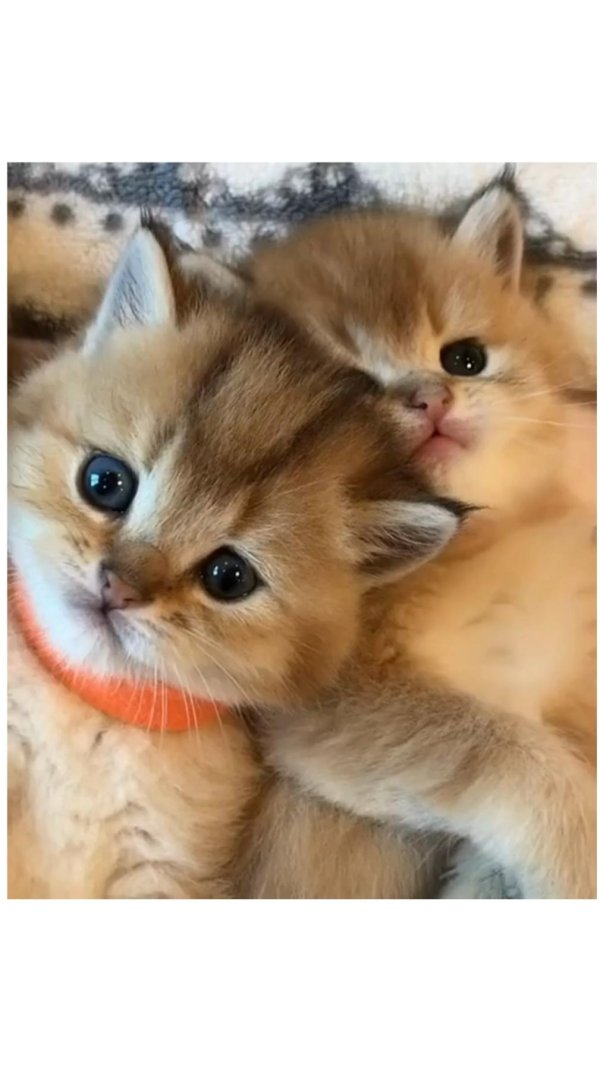 золотая шиншилла британская