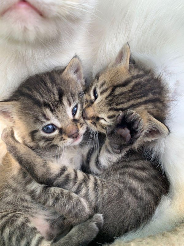очаровательные котята
