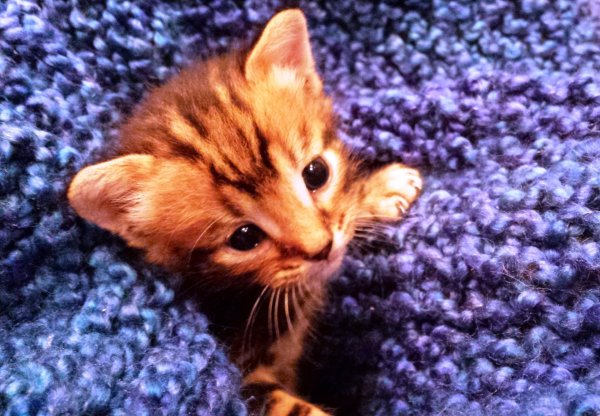 рыжие котята