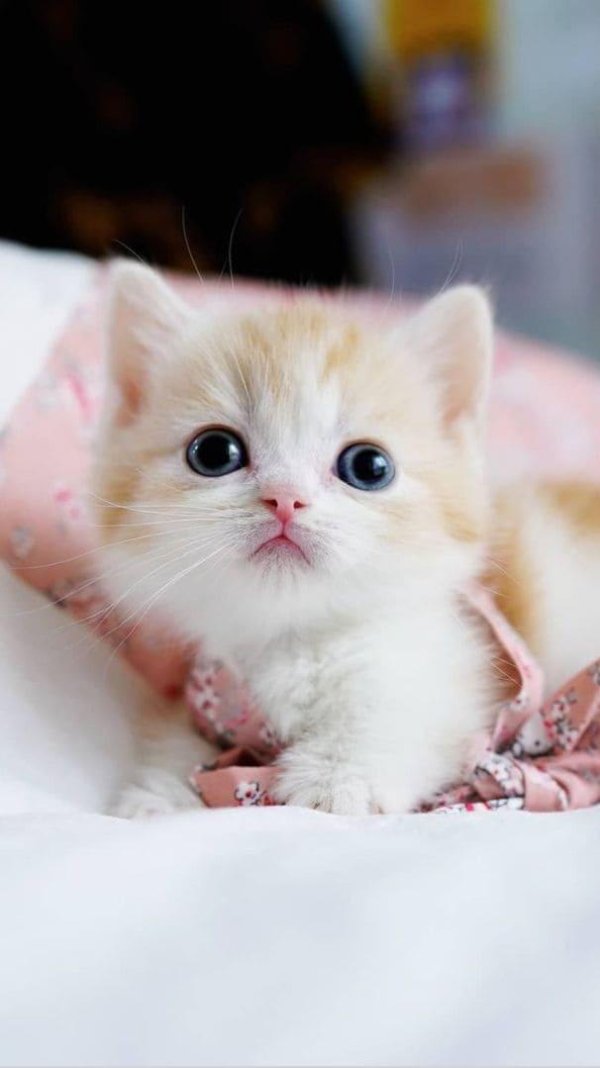 милый котик