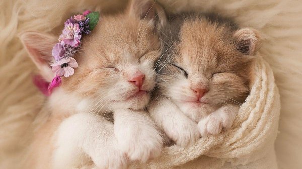 спокойной ночи открытка