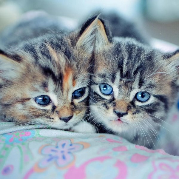 котенок красивый