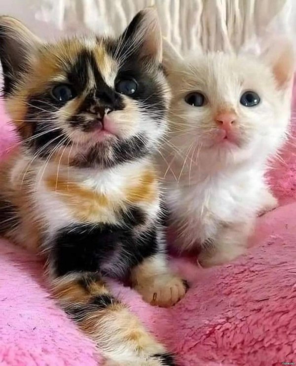 очаровательные котята