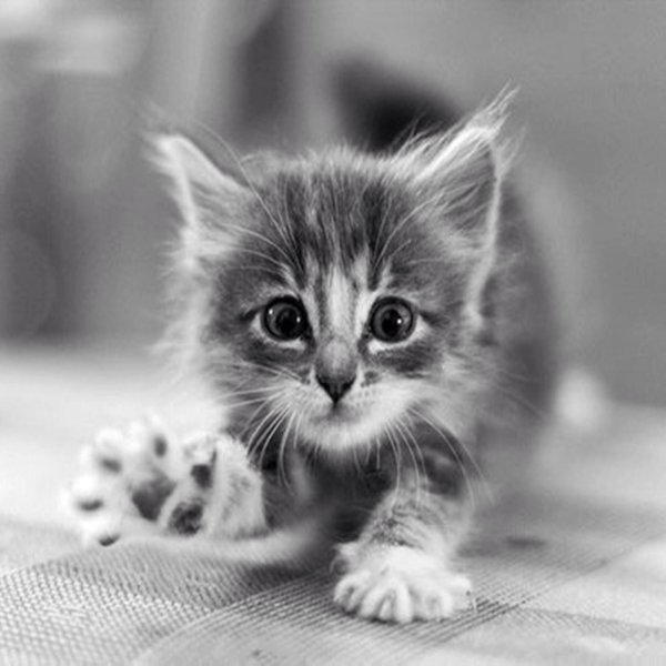 кошки маленькие