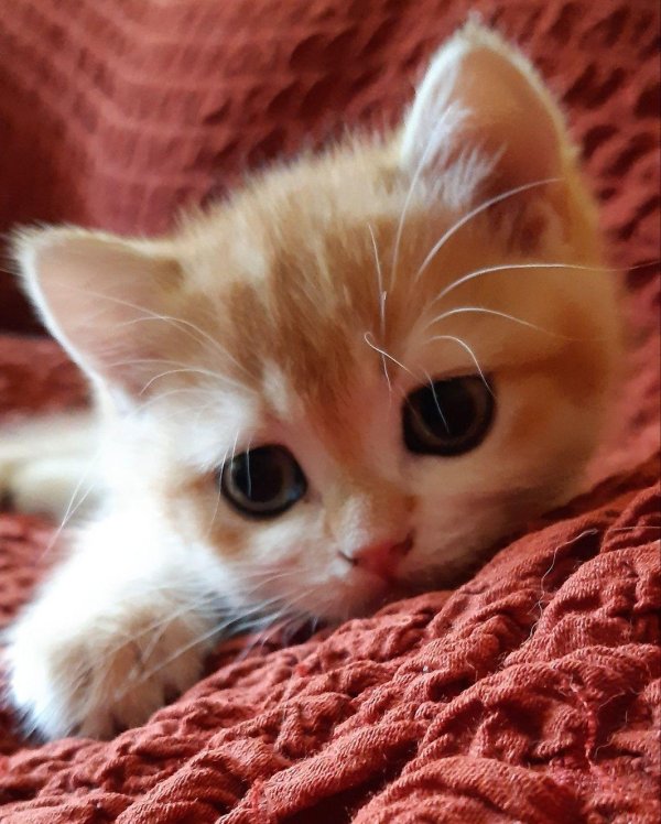 очаровательные котята