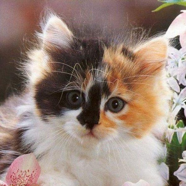 очаровательные кошки