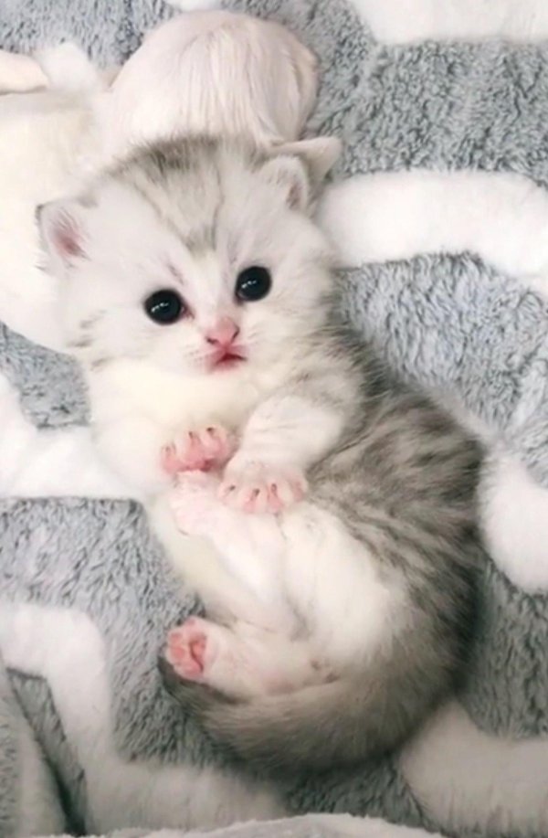 милая котик