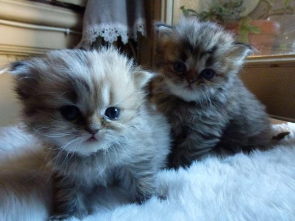 персидская длинношерстная шиншилла золотая