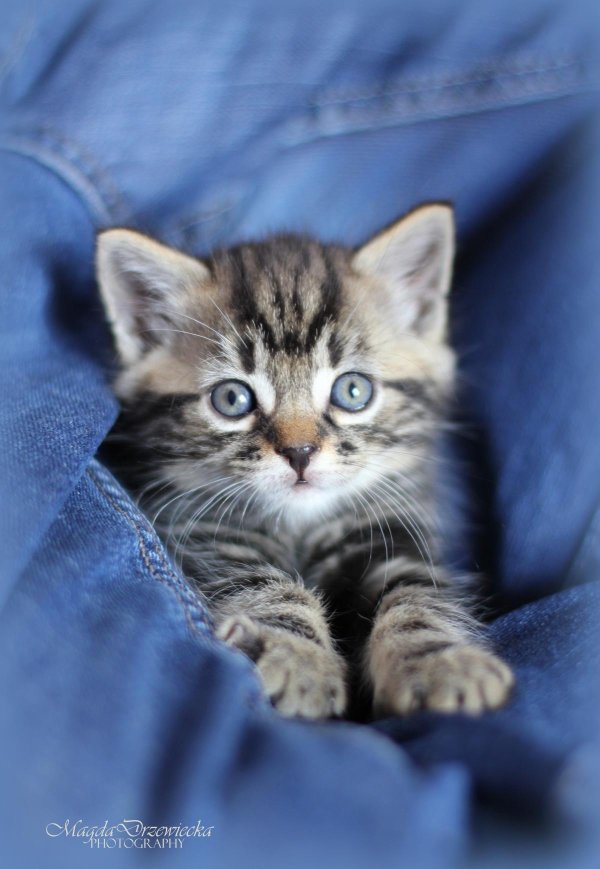 полосатые котята