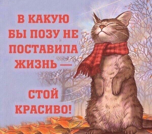 котик в шарфике осень