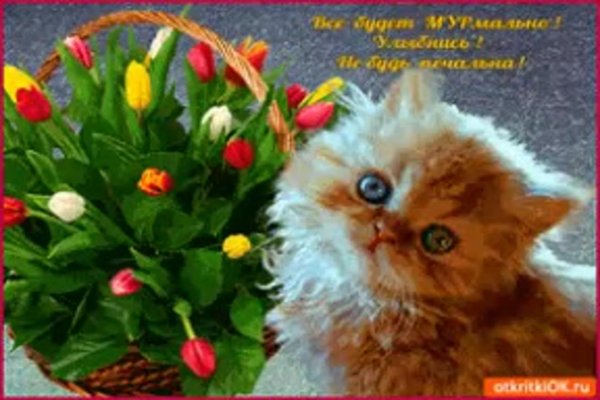 кошечка пожелания настроения