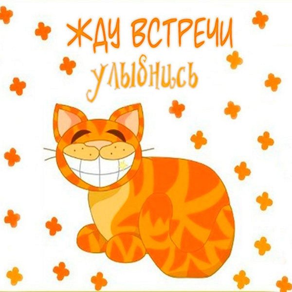 оранжевые коты