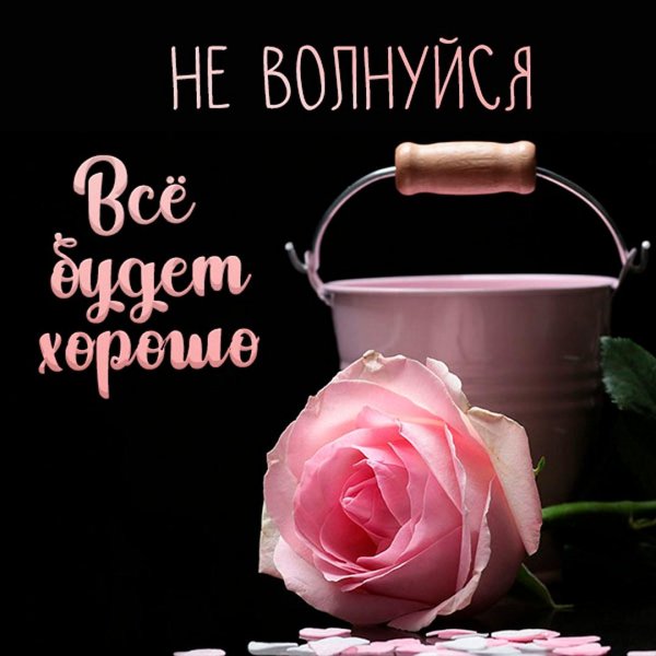 розовая роза