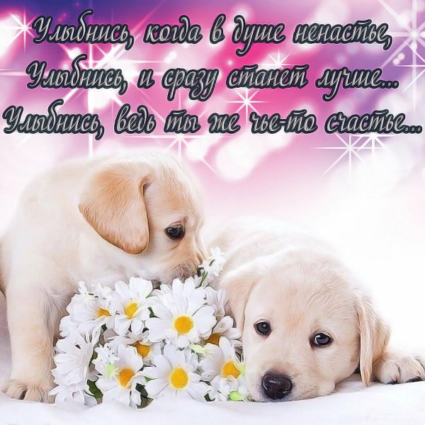 собачка милая