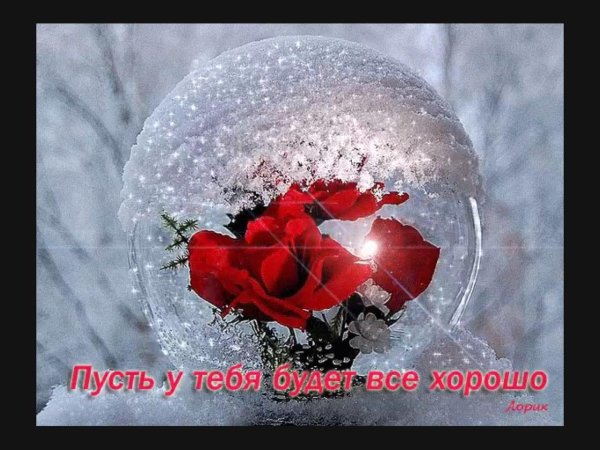 роза на снегу