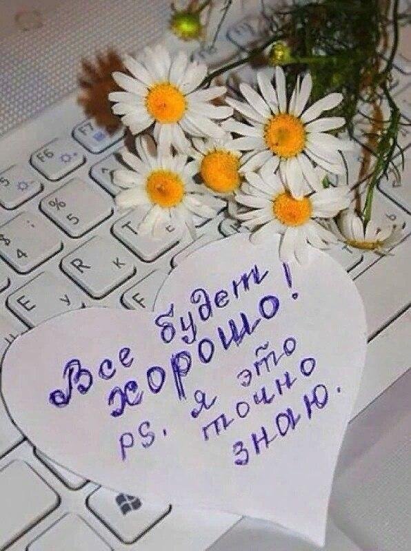 ромашка красивая