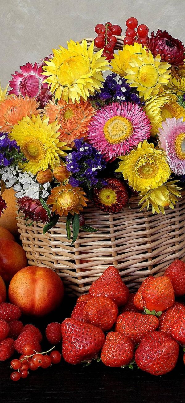 гелихризум бессмертник