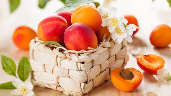 абрикос сибирский