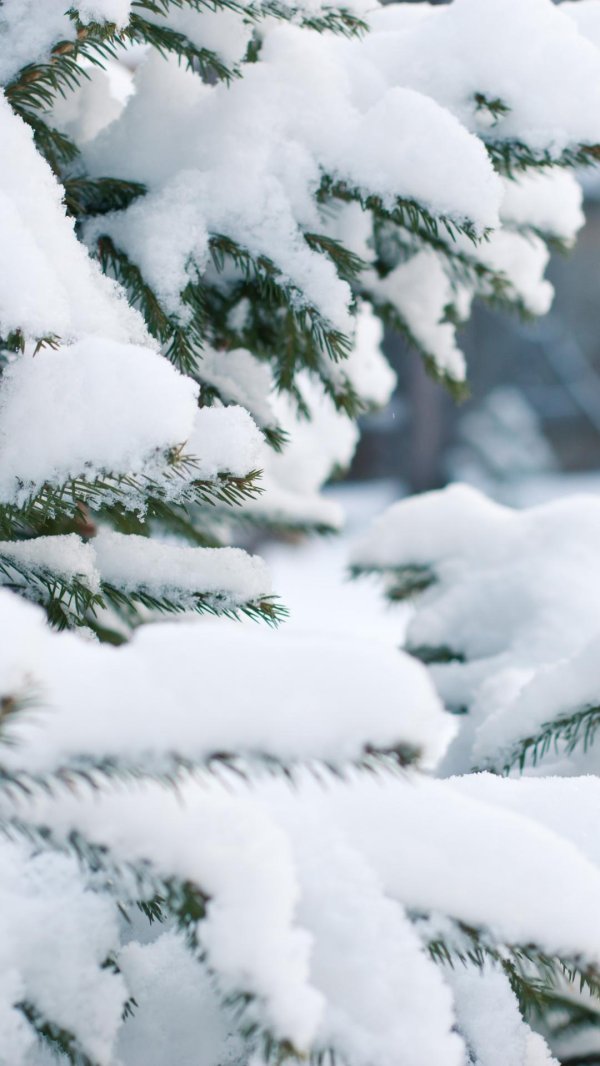 ель в снегу