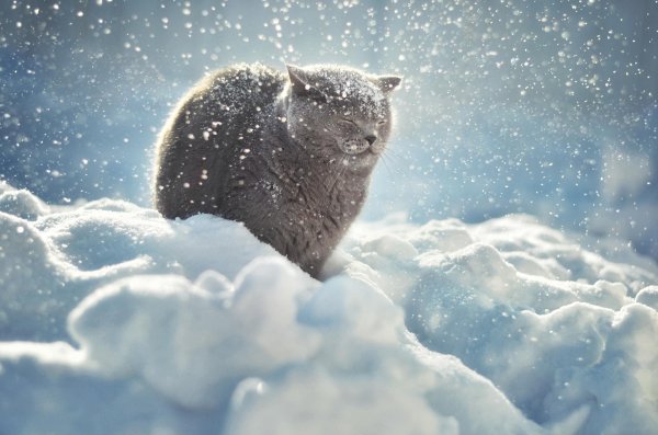 аляскинский снежный кот