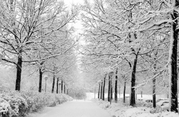 в зимнем парке