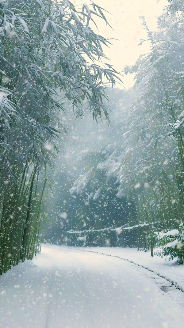 бамбуковый лес киото зимой
