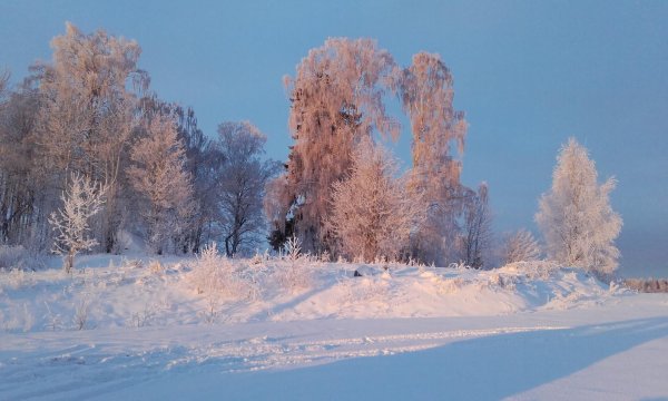 береза зимой
