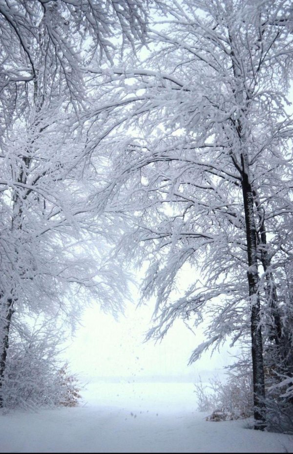 зимняя природа