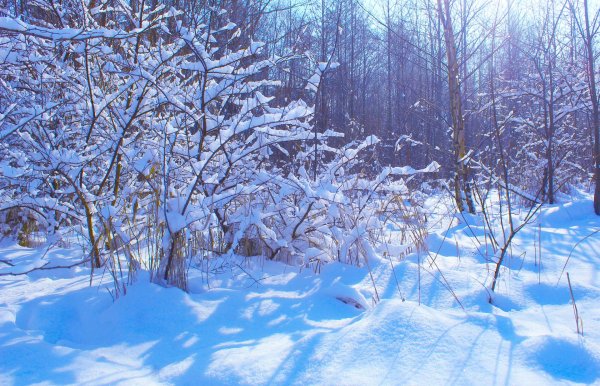 пейзаж зимний