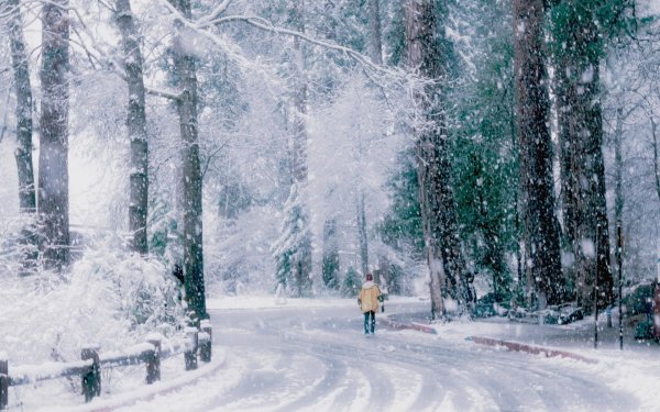 в зимнем лесу