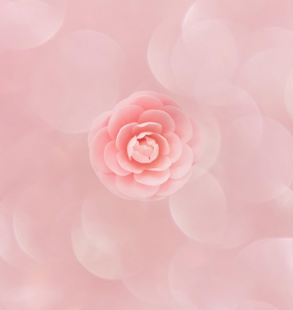 розовая камелия