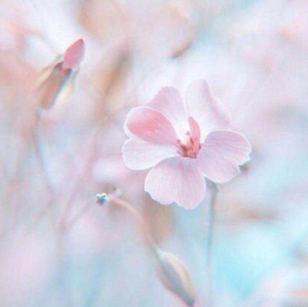 цветок нежный