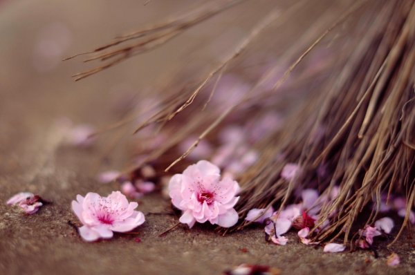 сакура цветки