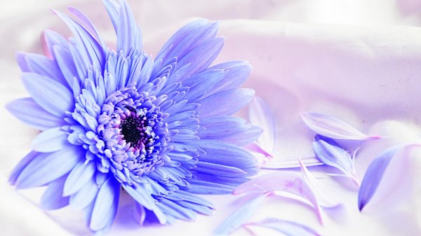 герберы синие