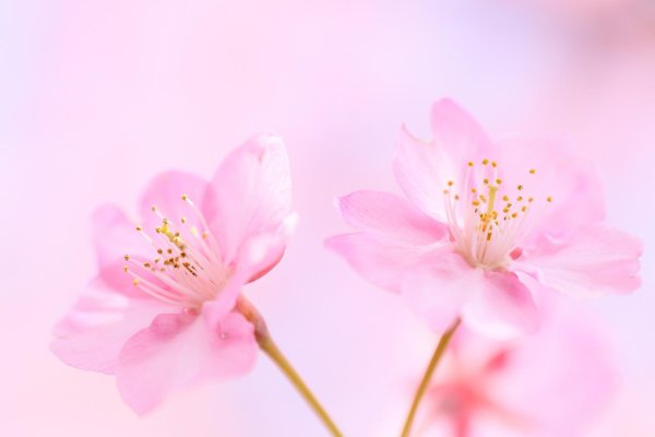 цветочные фоны