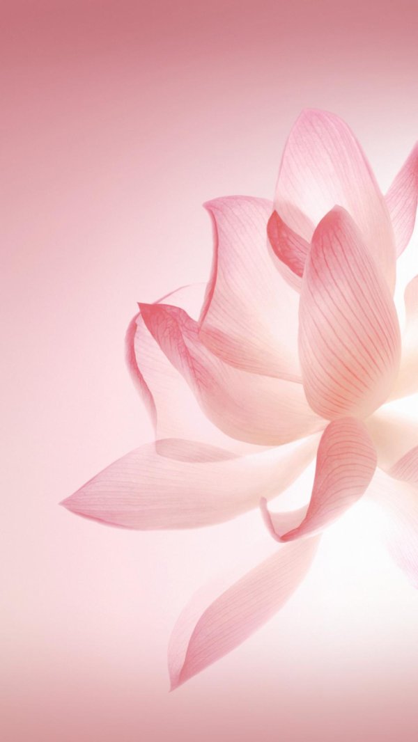 волшебный лотос фотографа bahman farzad