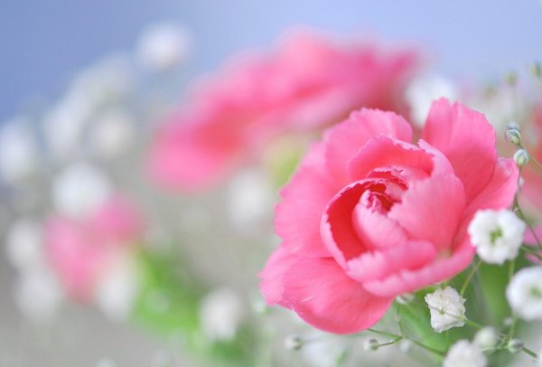 нежные цветочки