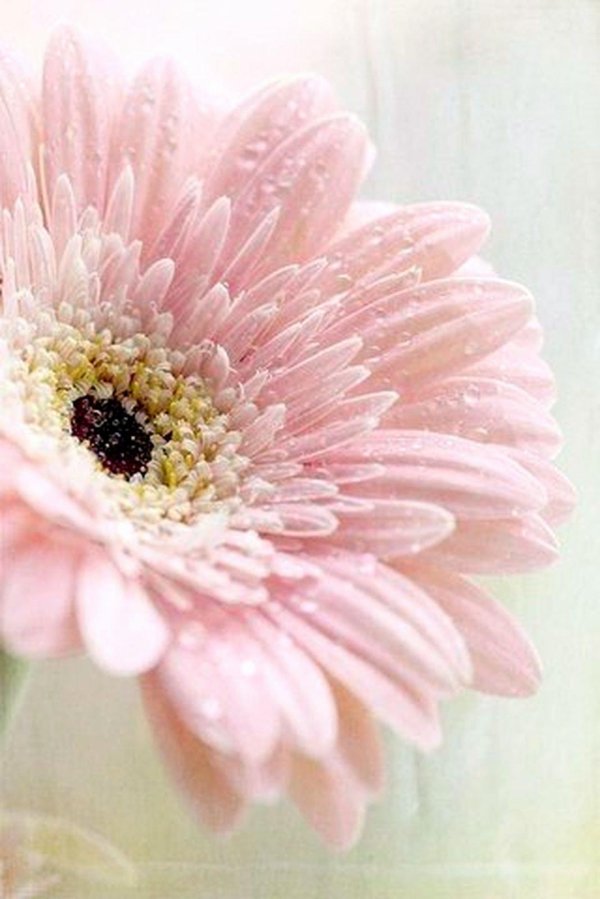 гербера розовая