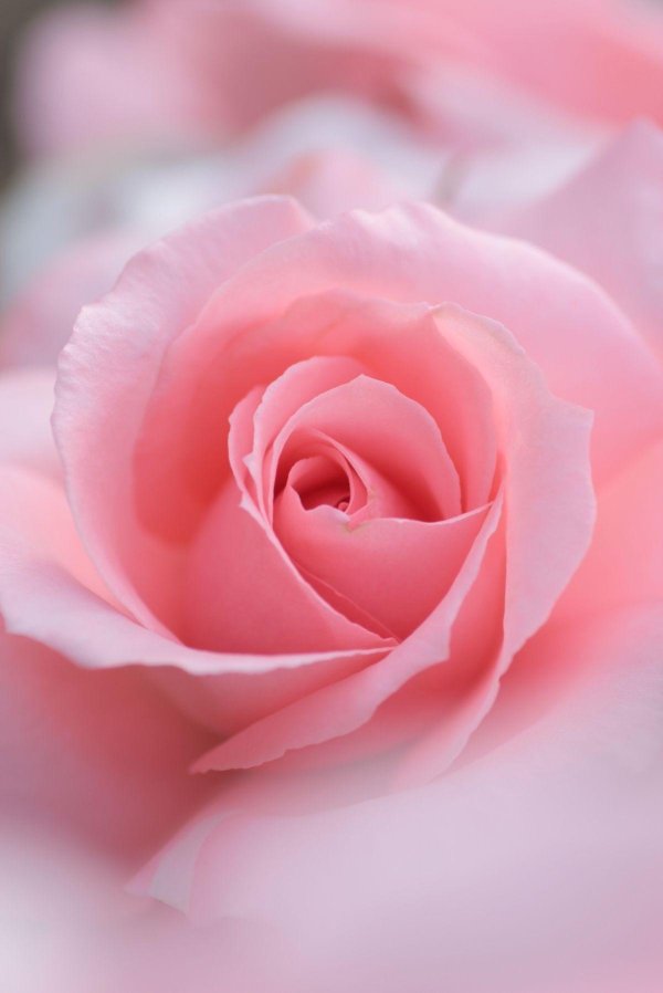 роза розовая